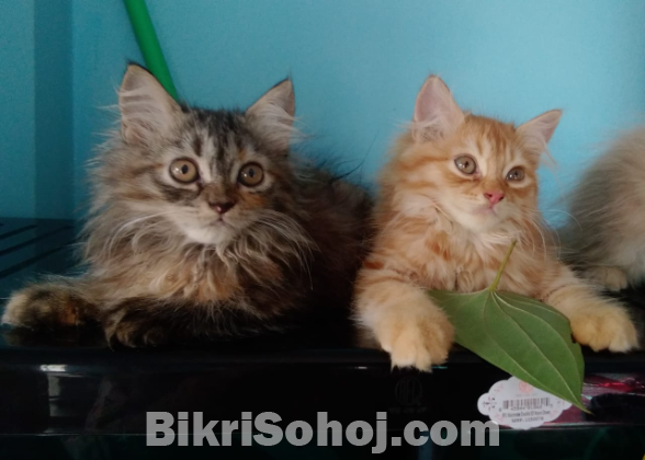 Persian cat